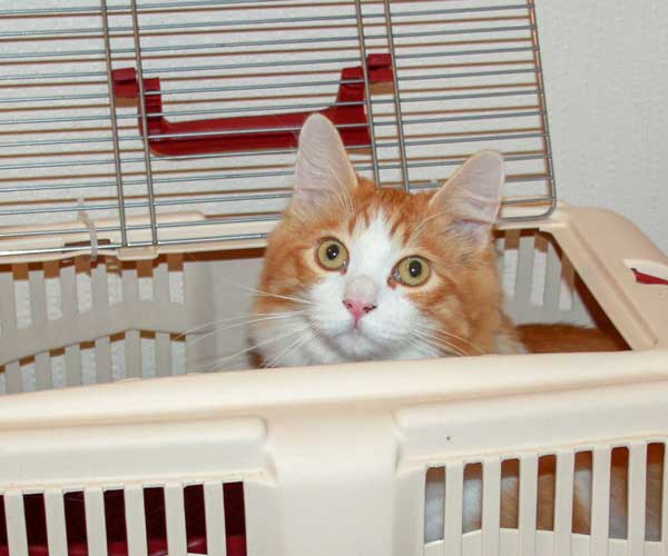 Ces box sont moins stressants pour les chats et vous aurez moins de difficultés à les sortir et les rentrer dans la cage.