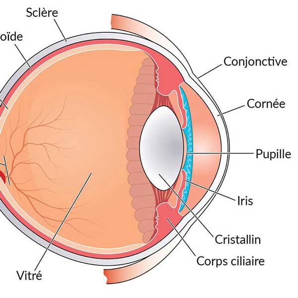 La Chirurgie de la Cataracte et du Cristallin