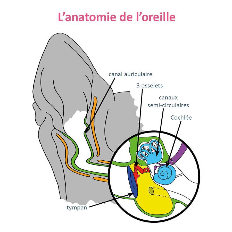 Maladies des oreilles chez le chien et le chat