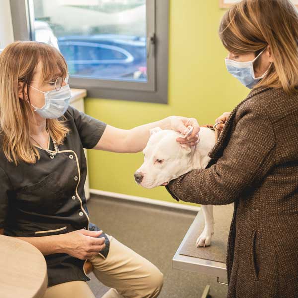 Maladies des oreilles chez le chien et le chat