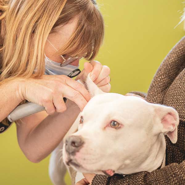 Maladies des oreilles chez le chien et le chat