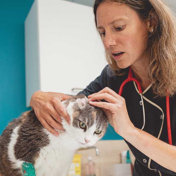 Maladies des oreilles chez le chien et le chat