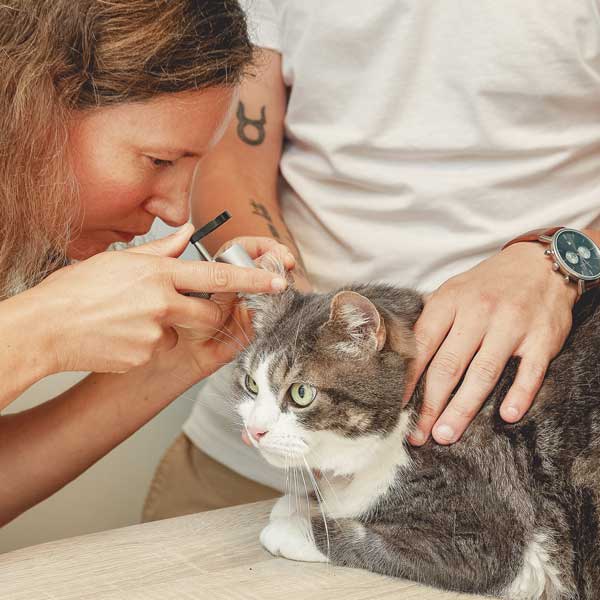 Maladies des oreilles chez le chien et le chat