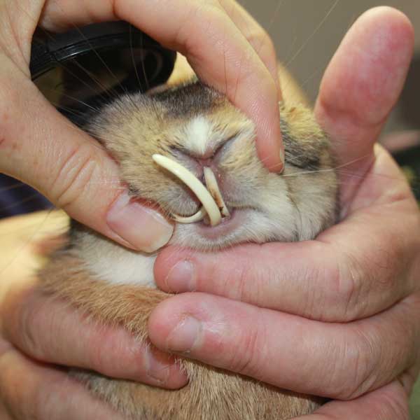 Bien soigner les dents de votre lapin