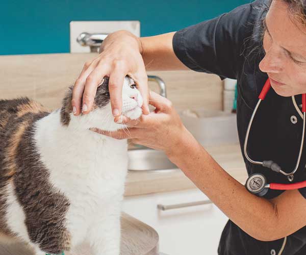 Dentisterie Chat