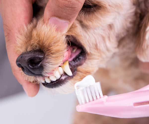 Dentisterie Chien