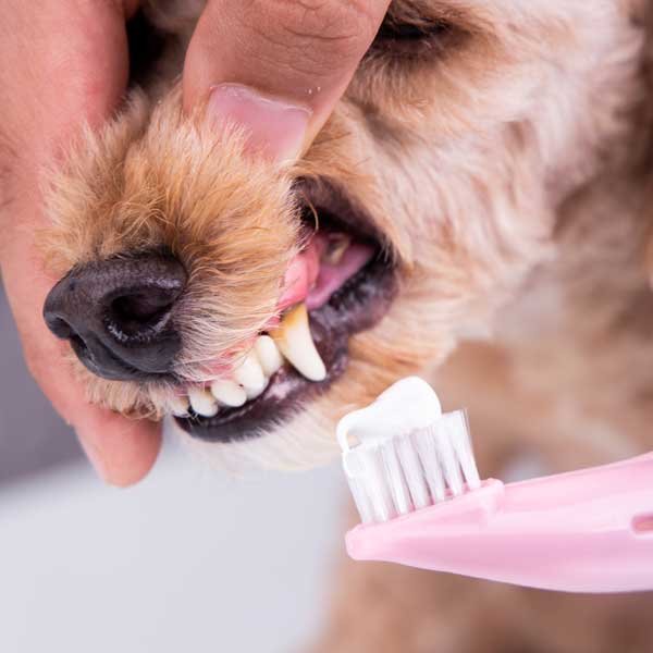 Bien soigner les dents de votre chien