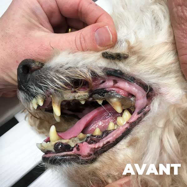 Bien soigner les dents de votre chien