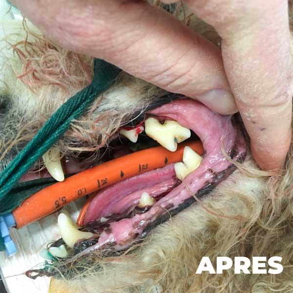 Bien soigner les dents de votre chien