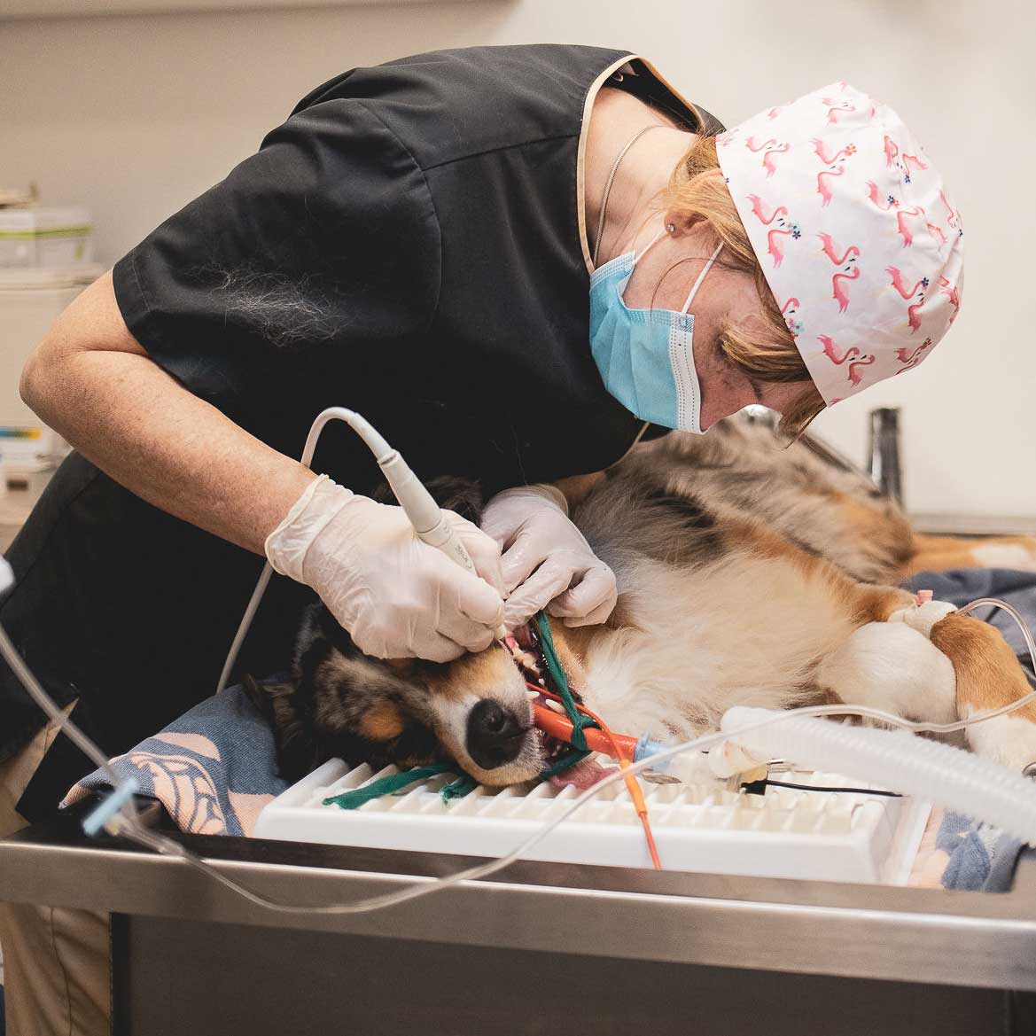 Bien soigner les dents de votre chien