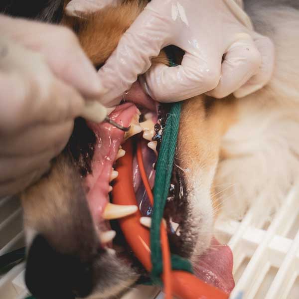 Bien soigner les dents de votre chien