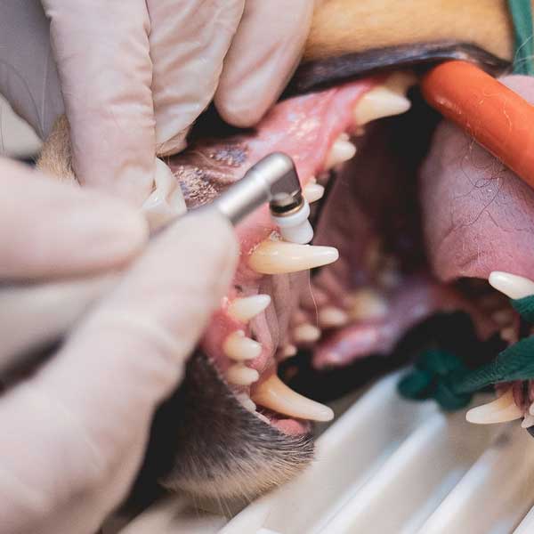 Bien soigner les dents de votre chien
