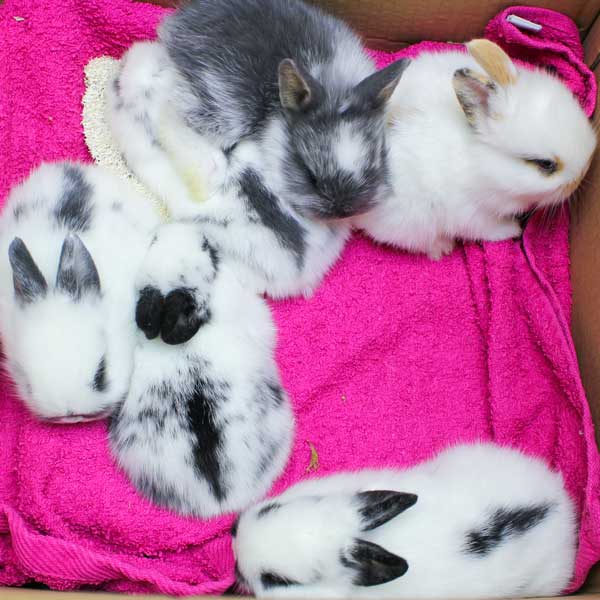 Les Lapins